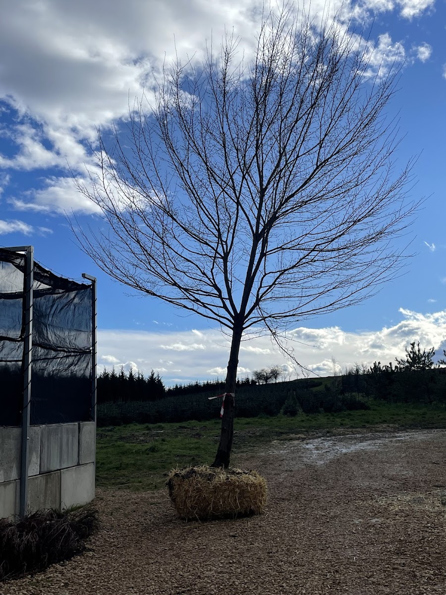 Paysagiste & entretien de jardin Toussieux 01600